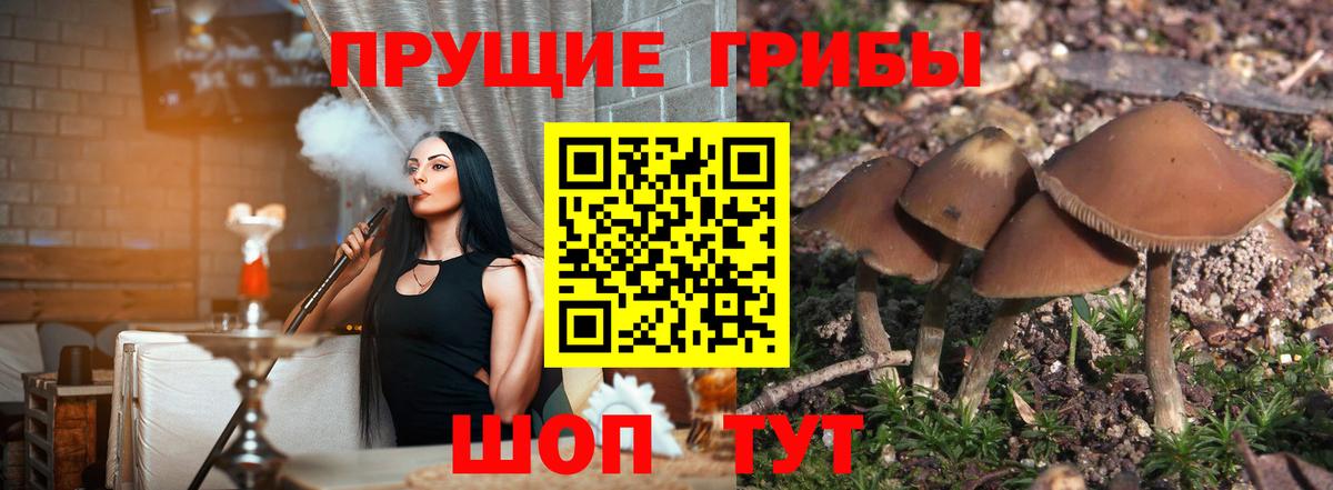 Псилоцибиновые грибы Psilocybine cubensis Будённовск