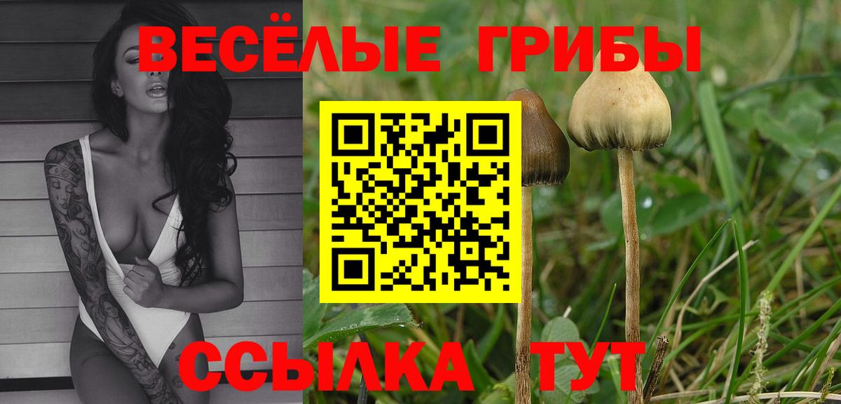 Будённовск  Псилоцибиновые грибы Psilocybe  Вход с VPN 